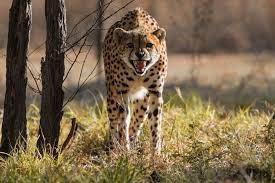 MP Cheetah Project : चीता प्रोजेक्ट पर हुई उच्च स्तरीय बैठक…मध्यप्रदेश सरकार चीता परियोजना की सफलता के लिए प्रतिबद्ध : मुख्यमंत्री चौहान MP Cheetah Project : चीता प्रोजेक्ट पर हुई उच्च स्तरीय बैठक…मध्यप्रदेश सरकार चीता परियोजना की सफलता के लिए प्रतिबद्ध : मुख्यमंत्री चौहान