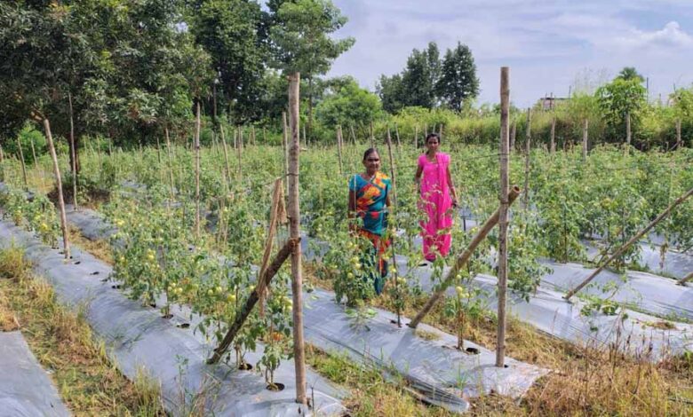 टमाटर, मिर्च लगाकर ग्राम झोडियाबाड़म की दीदियां बदल रही है अपनी जिंदगी की तस्वीर टमाटर, मिर्च लगाकर ग्राम झोडियाबाड़म की दीदियां बदल रही है अपनी जिंदगी की तस्वीर