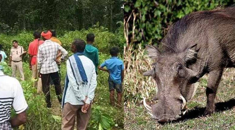 कोरबा में जंगली सुअर का शिकार करने गए शिकारी की करंट लगने से मौत