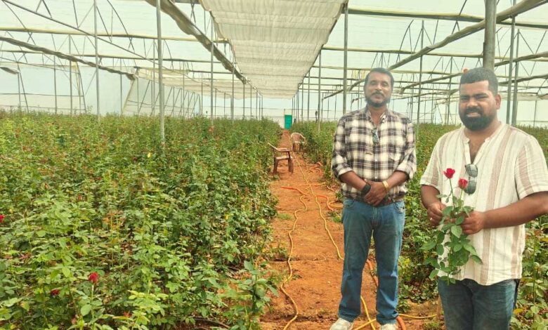 गुलाब की खेती से आत्मनिर्भरता की ओर क्षेत्र में फैल रहा गुलाब की खुशबू, व्यापारियों को मिल रहा ताजा फूल गुलाब की खेती से आत्मनिर्भरता की ओर क्षेत्र में फैल रहा गुलाब की खुशबू, व्यापारियों को मिल रहा ताजा फूल