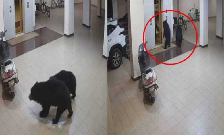 CCTV में कैद हुआ अपार्टमेंट में घुसा भालू, लिफ्ट खोलने की भी की कोशिश CCTV में कैद हुआ अपार्टमेंट में घुसा भालू, लिफ्ट खोलने की भी की कोशिश
