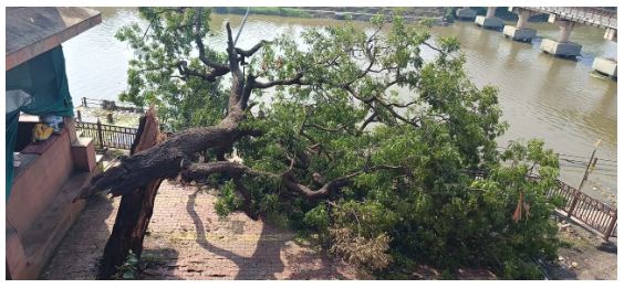 मंगलनाथ मंदिर परिसर में सुबह गिरा था पेड़ 7 घंटे बाद भी पेड़ हटाने नहीं पहुंचे जिम्मेदार मंगलनाथ मंदिर परिसर में सुबह गिरा था पेड़ 7 घंटे बाद भी पेड़ हटाने नहीं पहुंचे जिम्मेदार