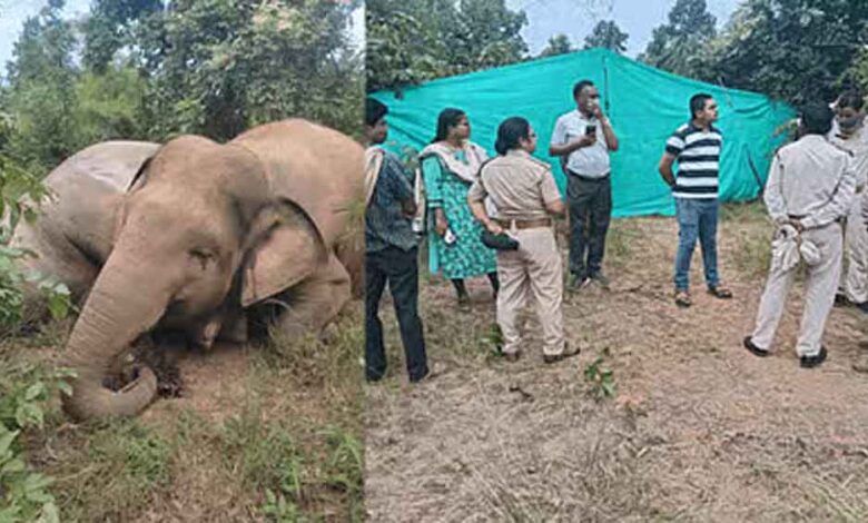 छत्तीसगढ़- रायगढ़ में करंट से हाथियों की मौत पर बीटगार्ड नपे, डिप्टी रेंजर भी नपेंगे!