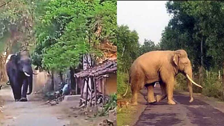 छत्तीसगढ़-रायगढ़ में हाथी के हमले में एक की मौत, डर के साये में गुजरी ग्रामीणों की रात छत्तीसगढ़-रायगढ़ में हाथी के हमले में एक की मौत, डर के साये में गुजरी ग्रामीणों की रात