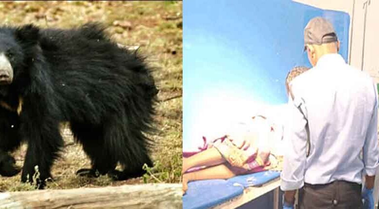 छत्तीसगढ़-मरवाही में भालुओं का आतंक, जंगल में महिला पर किया हमला