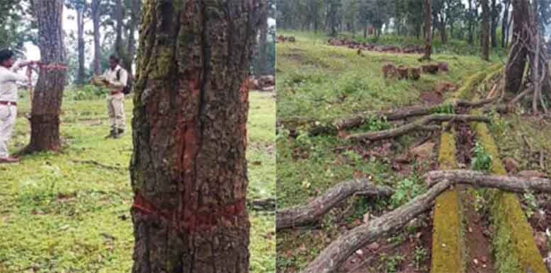 छत्तीसगढ़-जशपुर में काट डाले सैकड़ों पेड़, वन अधिकार पट्टे के लालच में ले ली बलि छत्तीसगढ़-जशपुर में काट डाले सैकड़ों पेड़, वन अधिकार पट्टे के लालच में ले ली बलि