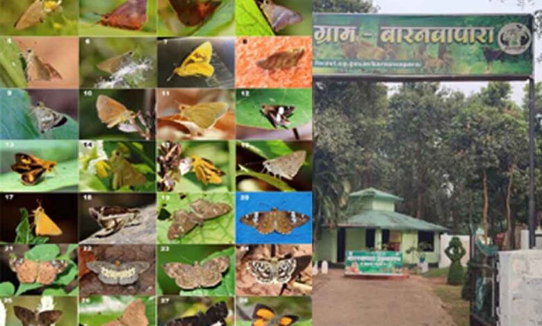 छत्तीसगढ़-बलौदाबाजार के बारनावापारा अभयारण्य में मिली नई तितलियां, पारिस्थितिक तंत्र में आई समृद्धि छत्तीसगढ़-बलौदाबाजार के बारनावापारा अभयारण्य में मिली नई तितलियां, पारिस्थितिक तंत्र में आई समृद्धि