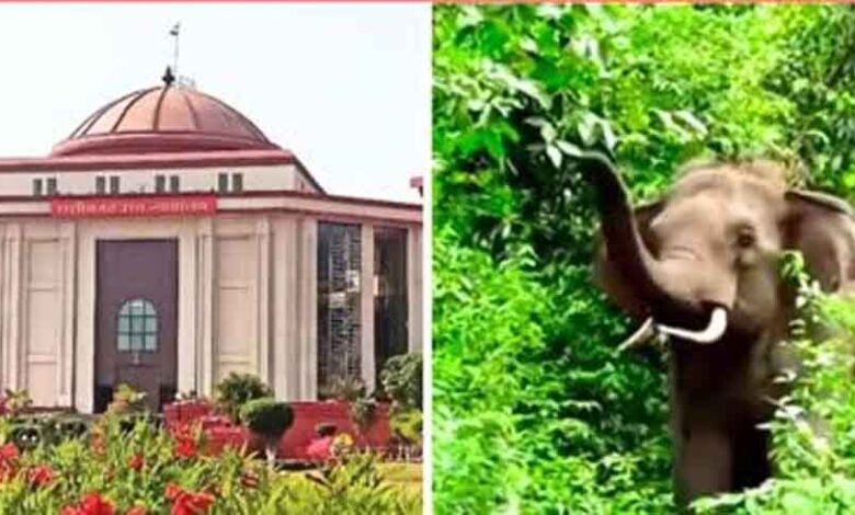 छत्तीसगढ़ हाईकोर्ट में वन विभाग का शपथ पत्र, करंट से हाथियों की मौत पर जारी की है गाइड लाइन