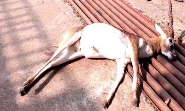 ब्लैक बक शिकार के मामले में संदिग्धों से पूछताछ जारी ब्लैक बक शिकार के मामले में संदिग्धों से पूछताछ जारी