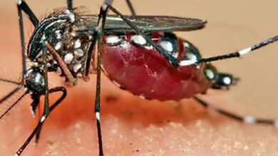 मध्य प्रदेश में डेंगू का कहर, हजारों मरीज अस्पतालों में भर्ती 