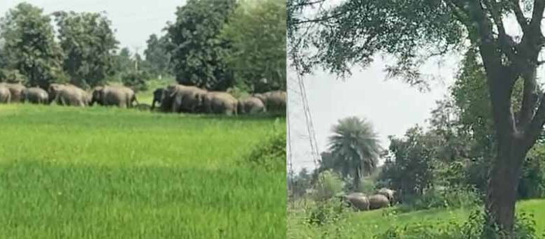 मरवाही पंहुचा लगभग 40 जंगली हाथियों का झुंड, ग्रामीणों में दहशत मरवाही पंहुचा लगभग 40 जंगली हाथियों का झुंड, ग्रामीणों में दहशत