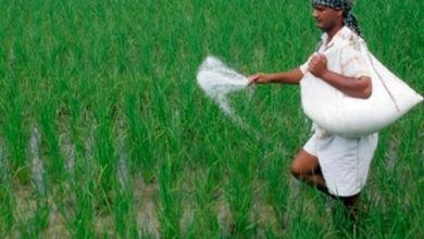 मध्य प्रदेश के 15 जिलों में खाद का भारी संकट