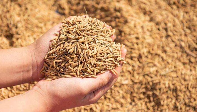 छत्‍तीसगढ़ : वित्तीय वर्ष 2023-24 से 16 लाख मीट्रिक टन ज्यादा होगी धान खरीदी
