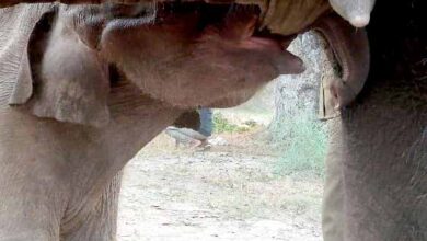 बाँधवगढ़ से हाथियों के झुण्ड से भटका एक और हाथी शावक मिला