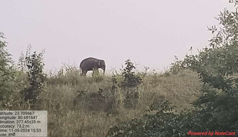 अवयस्क हाथी को कटनी से किया सफलतापूर्वक रेस्क्यू अवयस्क हाथी को कटनी से किया सफलतापूर्वक रेस्क्यू