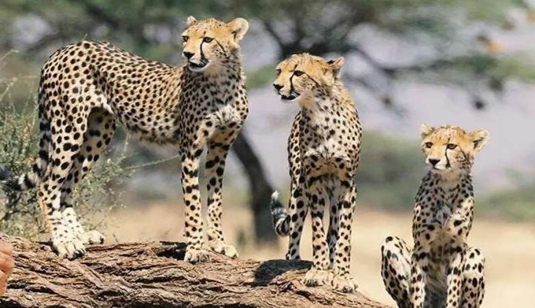 रातापानी सेंचुरी में 56 बाघ…..फिर भी टाइगर रिजर्व घोषित होने का इंतजार रातापानी सेंचुरी में 56 बाघ…..फिर भी टाइगर रिजर्व घोषित होने का इंतजार