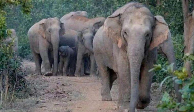 हाथियों ने 2 बच्चों को कुचलकर मार डाला हाथियों ने 2 बच्चों को कुचलकर मार डाला