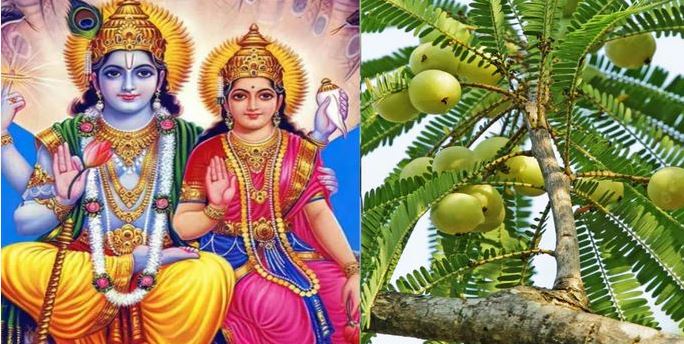 अक्षय नवमी … ये 2 उपाय दूर कर देंगे घर की दरिद्रता और वास्तु दोष! देवघर के आचार्य से जानें अक्षय नवमी … ये 2 उपाय दूर कर देंगे घर की दरिद्रता और वास्तु दोष! देवघर के आचार्य से जानें