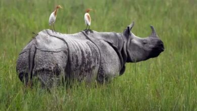 प्रदेश के वनों में भी विचरण करेंगे एक सींग वाले गेंडा