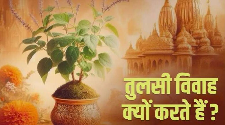 इस साल तुलसी विवाह कब है? इस साल तुलसी विवाह कब है?