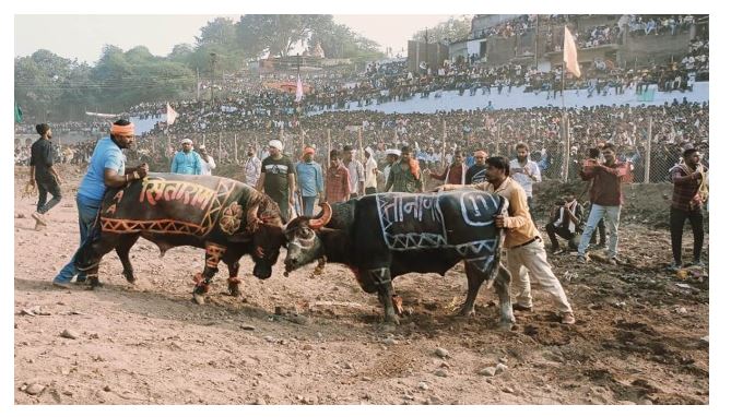 शाहपुर में पाड़ों की टक्कर, 100 से अधिक पाड़ों के बीच मुकाबला शाहपुर में पाड़ों की टक्कर, 100 से अधिक पाड़ों के बीच मुकाबला