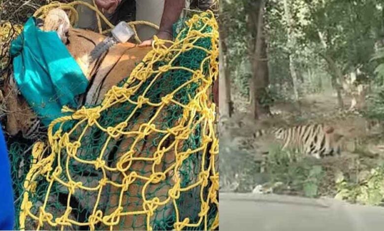 छत्तीसगढ़-भाटापारा में बाघ को किया रेस्क्यू, वन विभाग ने तमोर पिंगला टायगर रिजर्व में छोड़ा छत्तीसगढ़-भाटापारा में बाघ को किया रेस्क्यू, वन विभाग ने तमोर पिंगला टायगर रिजर्व में छोड़ा