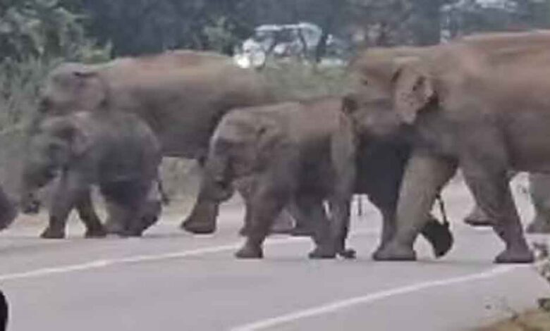 छत्तीसगढ़-कोरबा में सड़क पार करते दिखा हाथियों का झुंड, रोमांचित लोगों के कारण लगी वाहनों की लंबी कतार छत्तीसगढ़-कोरबा में सड़क पार करते दिखा हाथियों का झुंड, रोमांचित लोगों के कारण लगी वाहनों की लंबी कतार