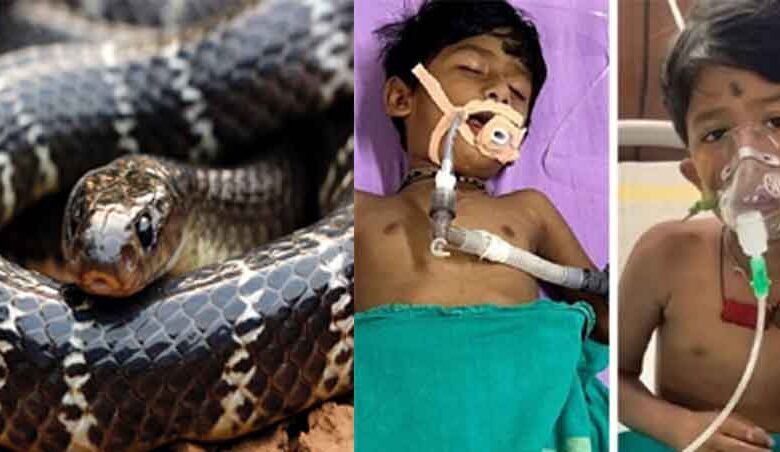 छत्तीसगढ़-रायगढ़ में करैत के डसने से मरणासन्न हुआ मानविक, डॉक्टरों ने बचाई जान छत्तीसगढ़-रायगढ़ में करैत के डसने से मरणासन्न हुआ मानविक, डॉक्टरों ने बचाई जान