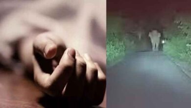 छत्तीसगढ़-बलरामपुर में पुलिया पर काम कर रहे थे मजदूरों पर हाथी का हमला, पति की मौत और पत्नी घायल