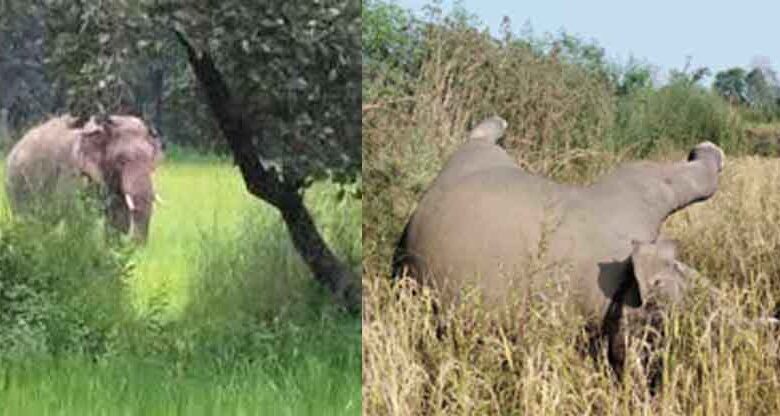 छत्तीसगढ़-मुंगेली में लोरमी जंगल में नन्हें हाथी का संदिग्ध शव मिला, बिजली के तार की चपेट में आने की आशंका छत्तीसगढ़-मुंगेली में लोरमी जंगल में नन्हें हाथी का संदिग्ध शव मिला, बिजली के तार की चपेट में आने की आशंका