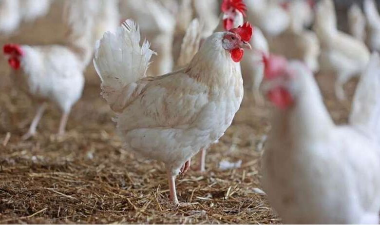कनाडा में बर्ड फ्लू के स्ट्रेन का कहर, क्या दोबारा झेलना पड़ेगा लॉकडाउन? कनाडा में बर्ड फ्लू के स्ट्रेन का कहर, क्या दोबारा झेलना पड़ेगा लॉकडाउन?