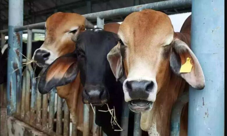 भोपाल में बनाई जाएगी अत्याधुनिक गौशाला भोपाल में बनाई जाएगी अत्याधुनिक गौशाला