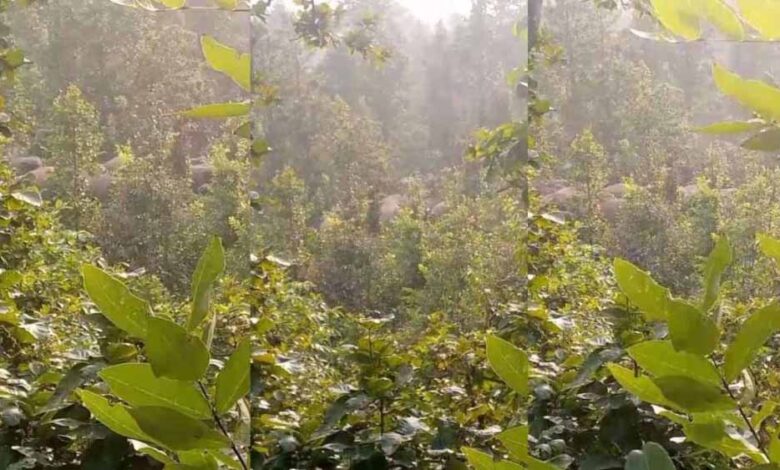 छत्तीसगढ़ के सरगुजा में 35 हाथियों का दल फिर से ग्रामीण इलाके में पंहुचा, रात भर जागने पर लोग मजबूर छत्तीसगढ़ के सरगुजा में 35 हाथियों का दल फिर से ग्रामीण इलाके में पंहुचा, रात भर जागने पर लोग मजबूर