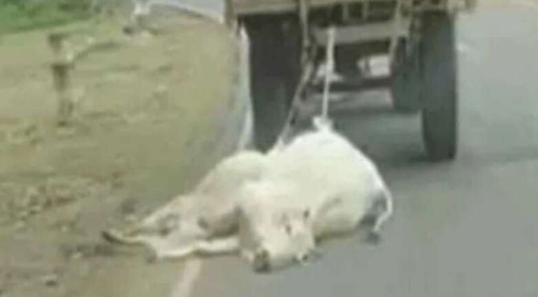 इंसानियत शर्मसार; मृत गोवंश को ट्रैक्टर के पीछे बांधकर सड़क पर घसीटा