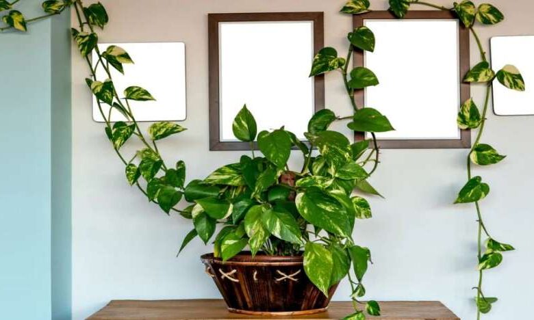 लाभ तो छोड़ो… कंगाली ही लगेगी हाथ! अगर घर में गलत दिशा में लगा है मनी प्लांट! लाभ तो छोड़ो… कंगाली ही लगेगी हाथ! अगर घर में गलत दिशा में लगा है मनी प्लांट!