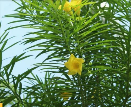 सौभाग्य और समृद्धि का प्रतीक है यह पौधा, शुक्रवार को भूलकर ना करें ये काम, वरना कंगाली का बन सकता है कारण सौभाग्य और समृद्धि का प्रतीक है यह पौधा, शुक्रवार को भूलकर ना करें ये काम, वरना कंगाली का बन सकता है कारण