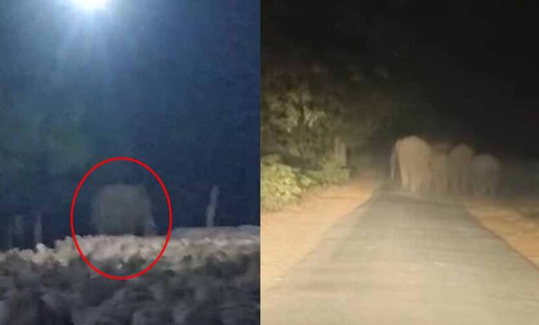 कोरबा जिले में 40 हाथियों का झुंड मचा रहा आतंक, धान खरीदी केंद्र में मचाया उत्पात कोरबा जिले में 40 हाथियों का झुंड मचा रहा आतंक, धान खरीदी केंद्र में मचाया उत्पात