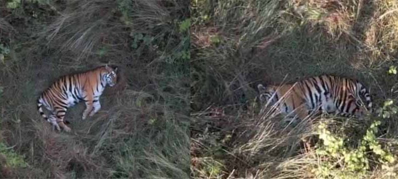 मरवाही के जंगल में बीते दो दिनों से गूंज रही मादा बाघ की दहाड़, आराम फरमाते ड्रोन कैमरे में कैद हुई तस्वीर
