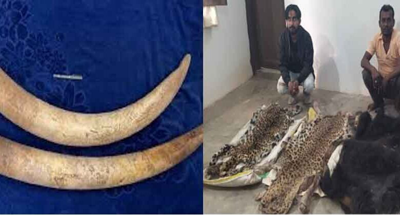 छत्तीसगढ़-बलरामपुर में तेंदुए-भालू की खाल और हाथी दांत की तस्करी, 5 तस्कर चढ़े उड़नदस्ता टीम के हत्थे छत्तीसगढ़-बलरामपुर में तेंदुए-भालू की खाल और हाथी दांत की तस्करी, 5 तस्कर चढ़े उड़नदस्ता टीम के हत्थे