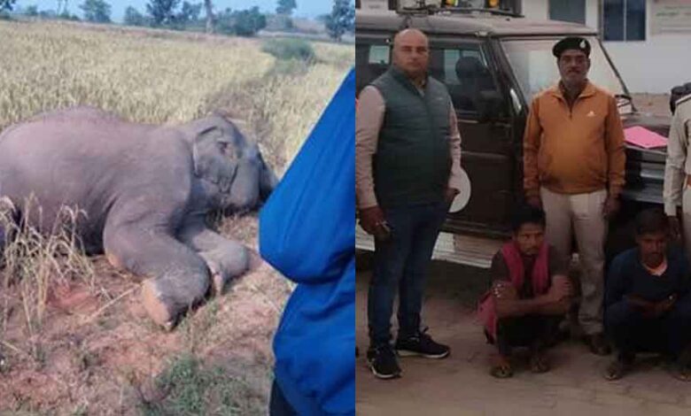 छत्तीसगढ़-रामानुजगंज वन परिक्षेत्र में करंट लगने से हुई थी हाथी की मौत, दो आरोपी गिरफ्तार और दो फरार