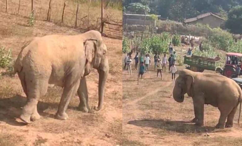 छत्तीसगढ़-कोरबा में घायल जंगली हाथी गांव में घुसा, सैकड़ों ग्रामीण पहुंचे भगाने छत्तीसगढ़-कोरबा में घायल जंगली हाथी गांव में घुसा, सैकड़ों ग्रामीण पहुंचे भगाने