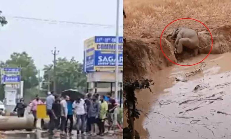 छत्तीसगढ़-रायगढ़ में गड्ढे में घंटों फंसा रहा हाथी का बच्चा, ग्रामीणों ने बचाई जान छत्तीसगढ़-रायगढ़ में गड्ढे में घंटों फंसा रहा हाथी का बच्चा, ग्रामीणों ने बचाई जान