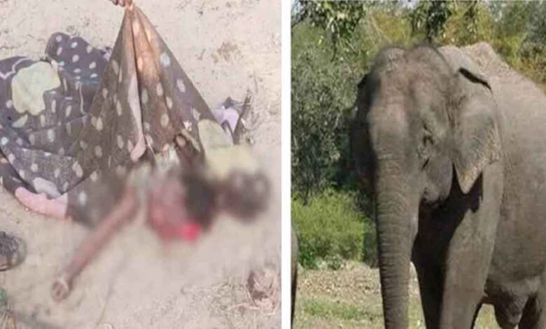 छत्तीसगढ़-धमतरी में घर में घुसा हाथी, तीन साल की बच्ची को पटक-पटक कर मारा