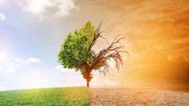 2024 बनने जा रहा है इतिहास का सबसे गर्म साल, वैज्ञानिकों ने जलवायु परिवर्तन को बताया जिम्मेदार
