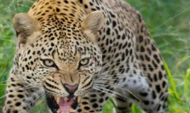 4 को जंगल में छोड़े जाएंगे अग्नि और वायु चीते 4 को जंगल में छोड़े जाएंगे अग्नि और वायु चीते