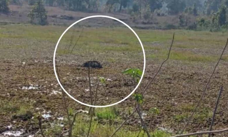 रायगढ़ में दो हाथियों की मौत से वन विभाग में मचा हड़कंप रायगढ़ में दो हाथियों की मौत से वन विभाग में मचा हड़कंप