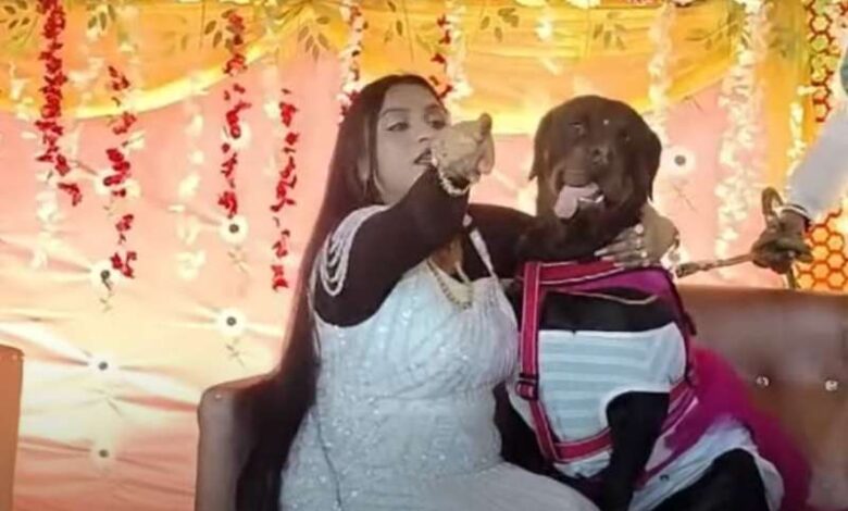 जमशेदपुर में 300 मेहमानों के साथ रैटविलर डॉग “रोज” का मनाया जन्मदिन, 10 पाउंड का काटा केक जमशेदपुर में 300 मेहमानों के साथ रैटविलर डॉग “रोज” का मनाया जन्मदिन, 10 पाउंड का काटा केक