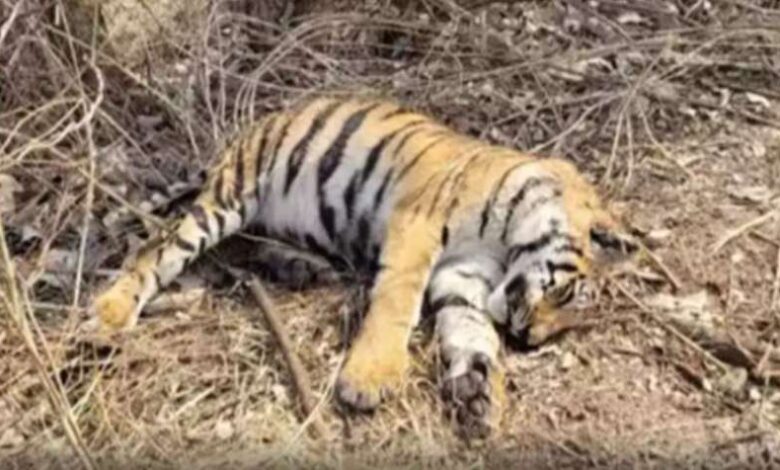 बिलासपुर में बाघिन का मिला शव; वन विभाग ने भेजा पोस्टमार्टम के लिए, शिकार की आशंका बिलासपुर में बाघिन का मिला शव; वन विभाग ने भेजा पोस्टमार्टम के लिए, शिकार की आशंका