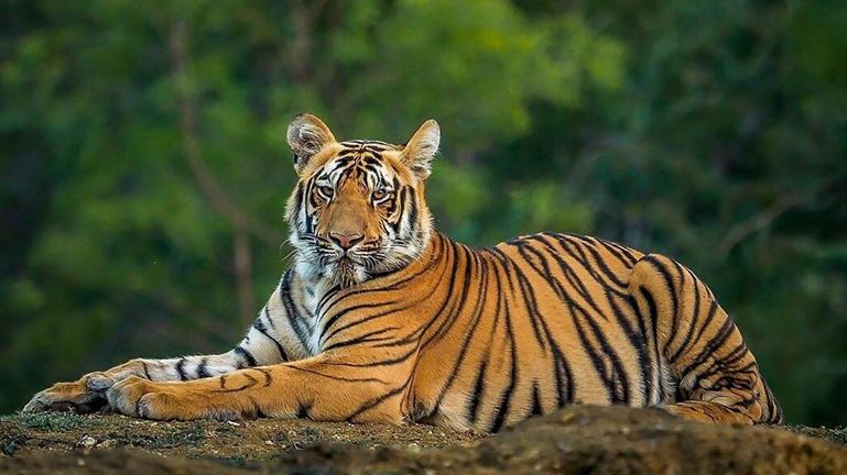 कॉफी तोड़ने गई महिला पर बाघ ने किया हमला, मौत कॉफी तोड़ने गई महिला पर बाघ ने किया हमला, मौत