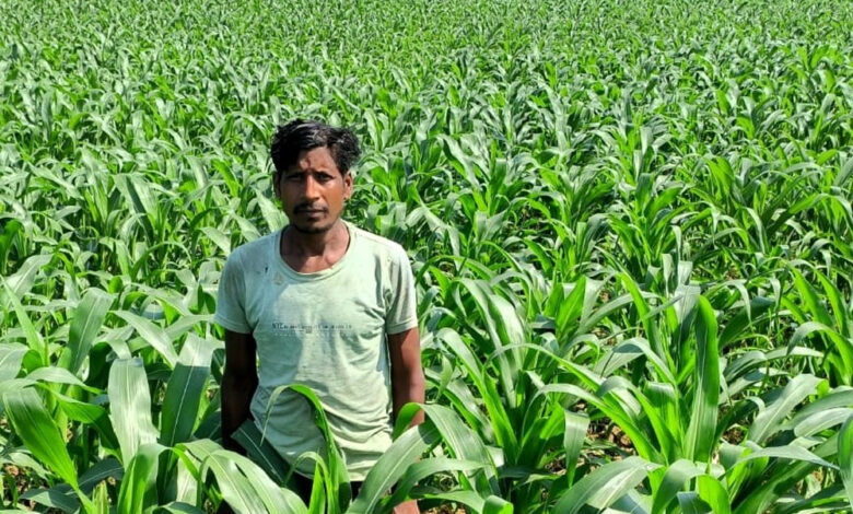 रायपुर : ग्रीष्मकालीन धान के बदले मक्का की खेती से दोगुना लाभ खेती से दोगुना लाभ रायपुर : ग्रीष्मकालीन धान के बदले मक्का की खेती से दोगुना लाभ खेती से दोगुना लाभ